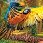 Large multi-colored macaw parrot displaying vibrant red yellow and blue feathers in a tropical rainforest setting