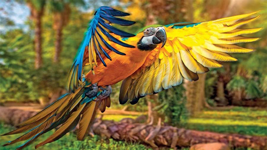 Large multi-colored macaw parrot displaying vibrant red yellow and blue feathers in a tropical rainforest setting