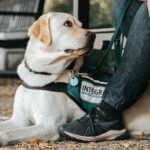 A person crouching down sideways to politely greet a friendly dog outdoors following proper canine etiquette.