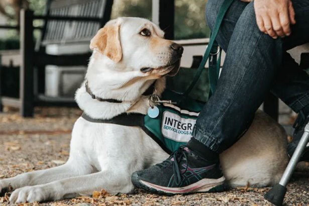 A person crouching down sideways to politely greet a friendly dog outdoors following proper canine etiquette.