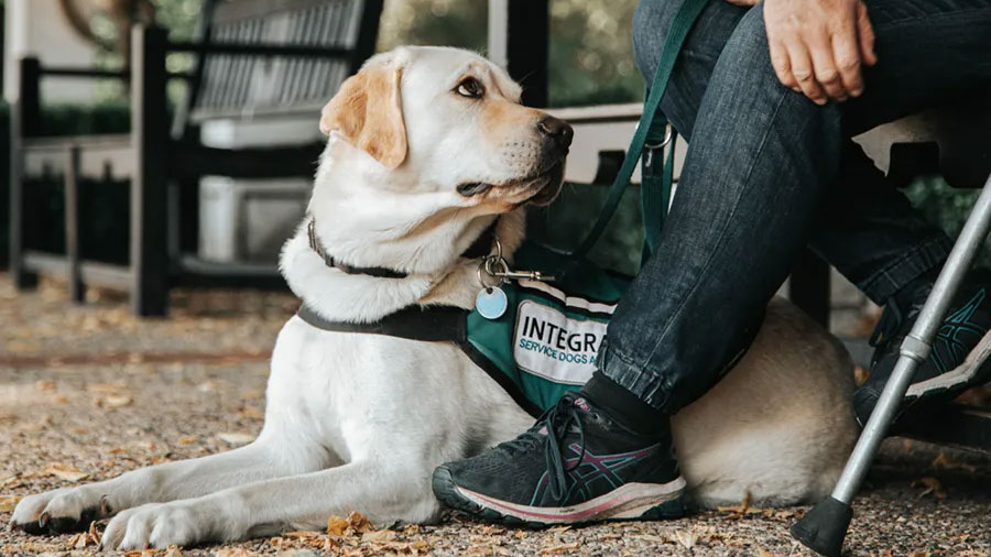 A person crouching down sideways to politely greet a friendly dog outdoors following proper canine etiquette.