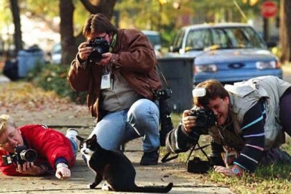 A domestic cat playing with a child symbolizes the ancient emotional bond between cats and humans.