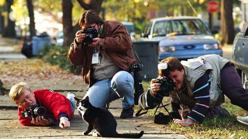 A domestic cat playing with a child symbolizes the ancient emotional bond between cats and humans.