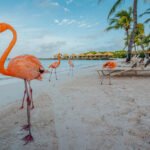Bright pink flamingos standing in crystal-clear blue ocean water on a white sand beach in Aruba