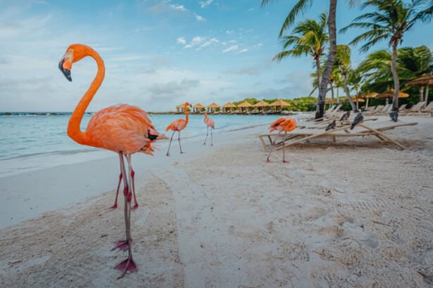 Bright pink flamingos standing in crystal-clear blue ocean water on a white sand beach in Aruba