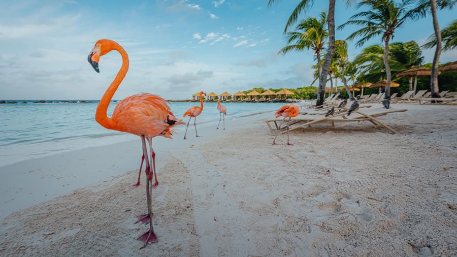 Bright pink flamingos standing in crystal-clear blue ocean water on a white sand beach in Aruba