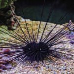 A detailed close-up shot of a living sea urchin underwater, displaying its long sharp defensive spines and tube feet on a rocky ocean floor.