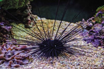 A detailed close-up shot of a living sea urchin underwater, displaying its long sharp defensive spines and tube feet on a rocky ocean floor.