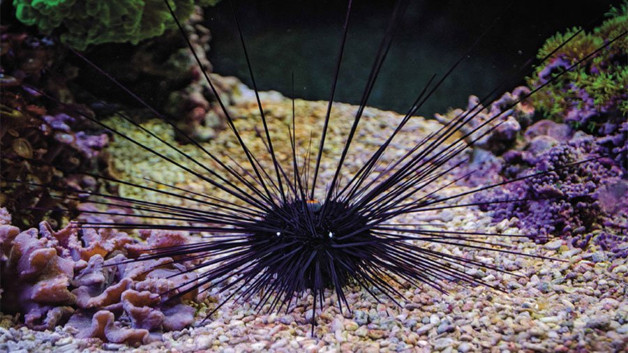 A detailed close-up shot of a living sea urchin underwater, displaying its long sharp defensive spines and tube feet on a rocky ocean floor.