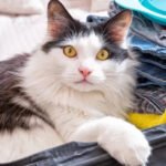 A tabby cat in a travel carrier looking disoriented during a long move