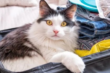 A tabby cat in a travel carrier looking disoriented during a long move