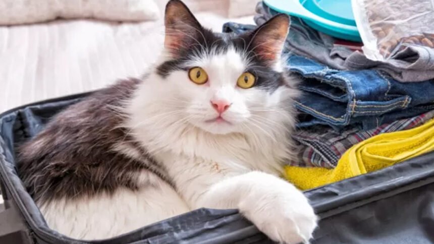 A tabby cat in a travel carrier looking disoriented during a long move