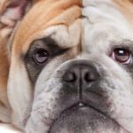 A healthy English Bulldog sitting calmly on a green lawn during a cool, shady afternoon