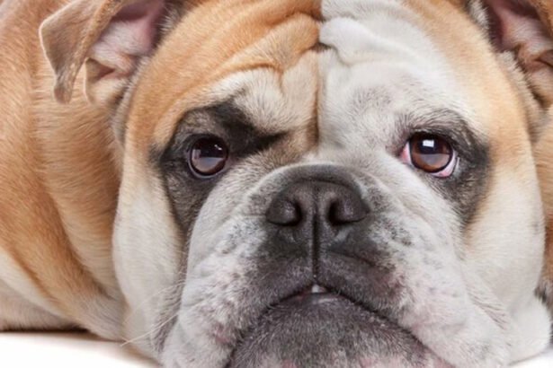 A healthy English Bulldog sitting calmly on a green lawn during a cool, shady afternoon