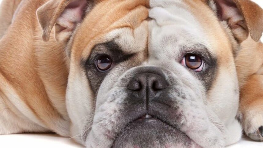 A healthy English Bulldog sitting calmly on a green lawn during a cool, shady afternoon
