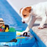 A happy dog, along with his house cat, playing happily in the pool of the resort where they are vacationing