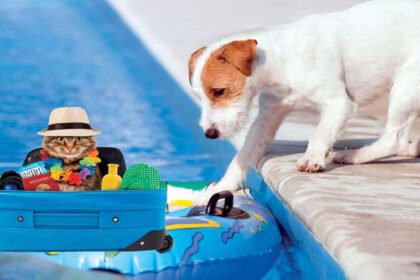 A happy dog, along with his house cat, playing happily in the pool of the resort where they are vacationing
