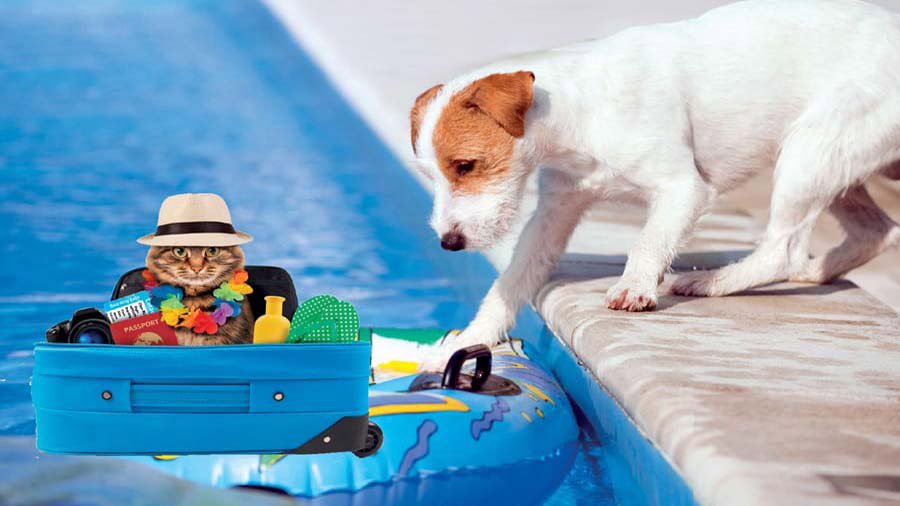 A happy dog, along with his house cat, playing happily in the pool of the resort where they are vacationing